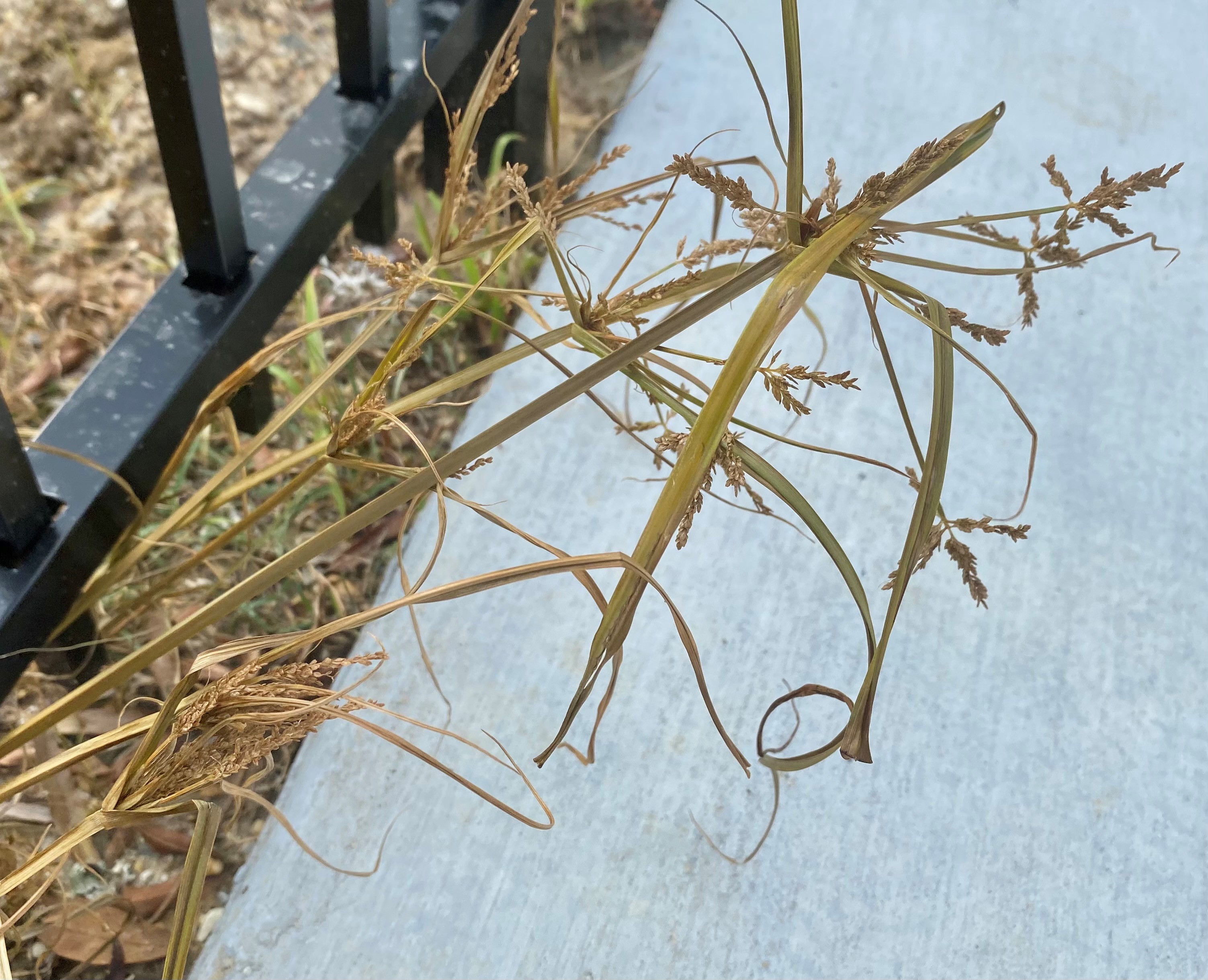 Sedges are tough nuts to crack